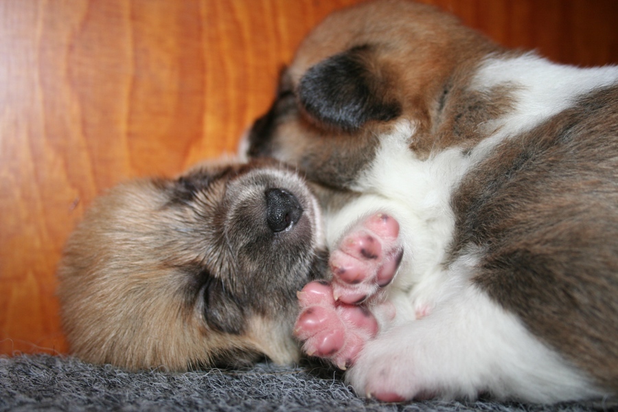 Puppies